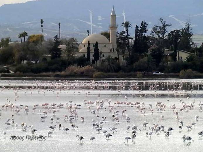 Διαγωνισμός Φωτογραφίας με θέμα τα Φλαμίνγκο στη Λάρνακα!