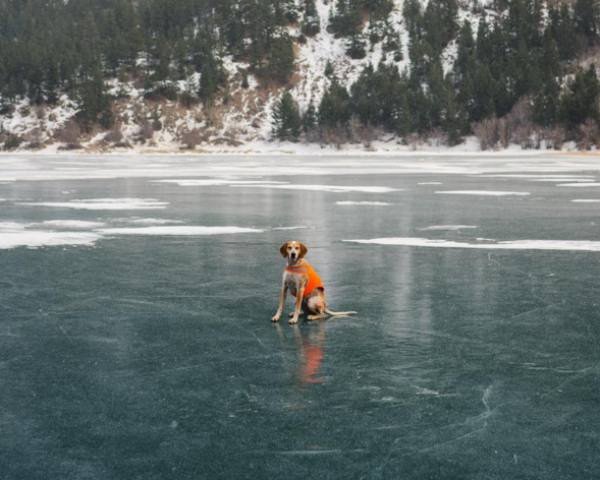 a-guy-documents-his-dogs-extremely-satisfying-life-20-photos-13
