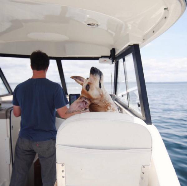 a-guy-documents-his-dogs-extremely-satisfying-life-20-photos-181