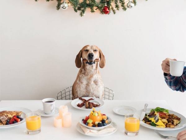 a-guy-documents-his-dogs-extremely-satisfying-life-20-photos-19