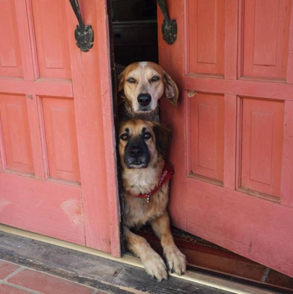 a-guy-documents-his-dogs-extremely-satisfying-life-20-photos-51