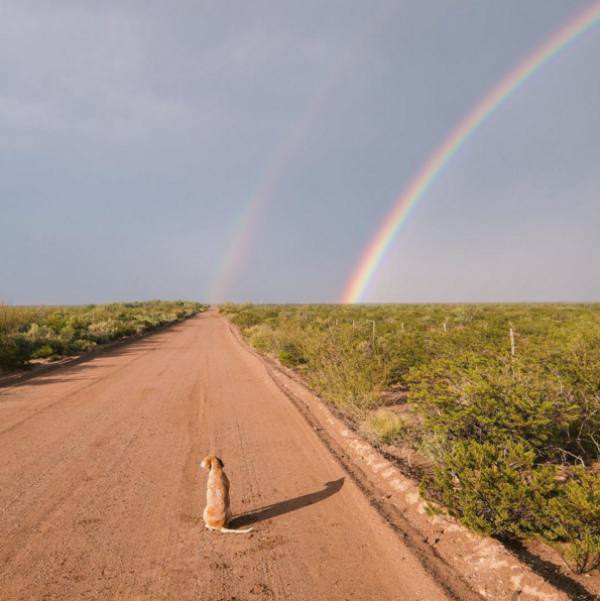 a-guy-documents-his-dogs-extremely-satisfying-life-20-photos-6.jpg