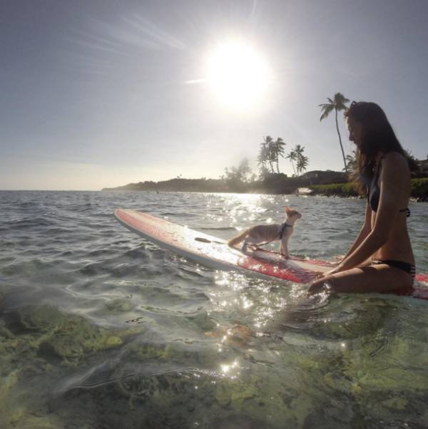a-one-eyed-surfing-cat-lives-the-absolute-life-in-hawaii-10-photos-3