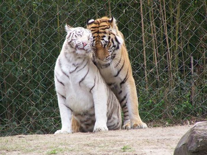 animals_in_love_01.jpg