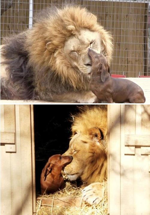 animals_in_love_05.jpg
