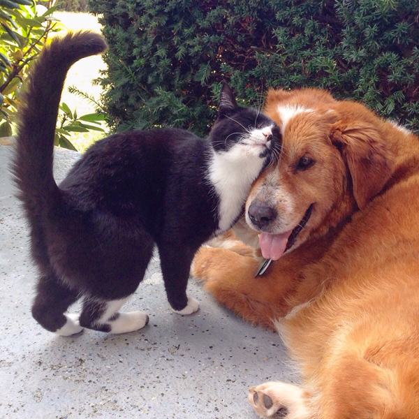 animals_in_love_06