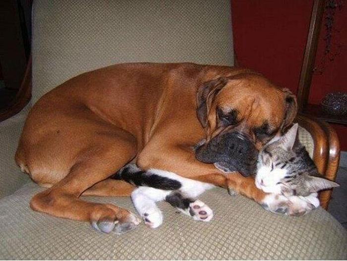 animals_in_love_12