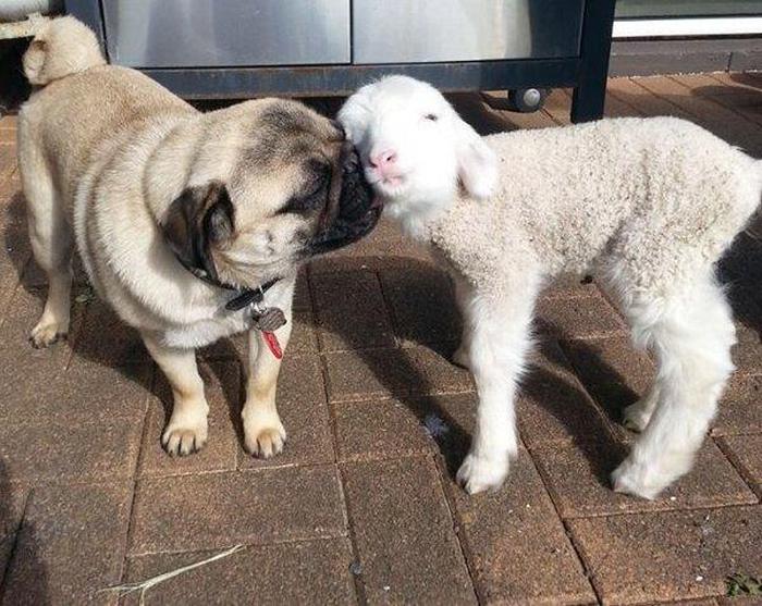 animals_in_love_14