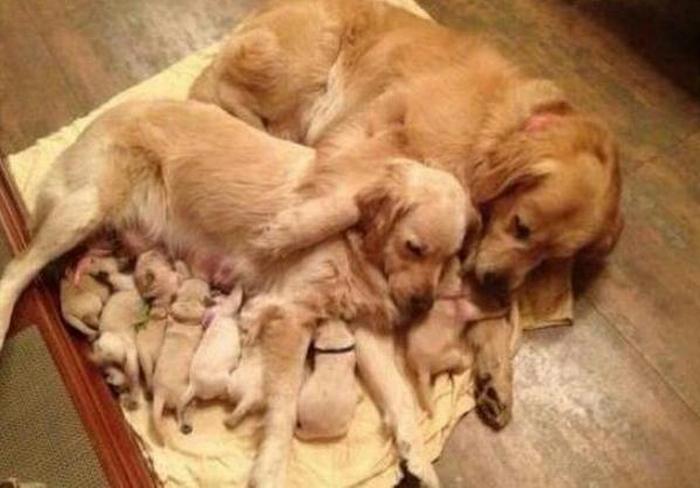animals_in_love_15