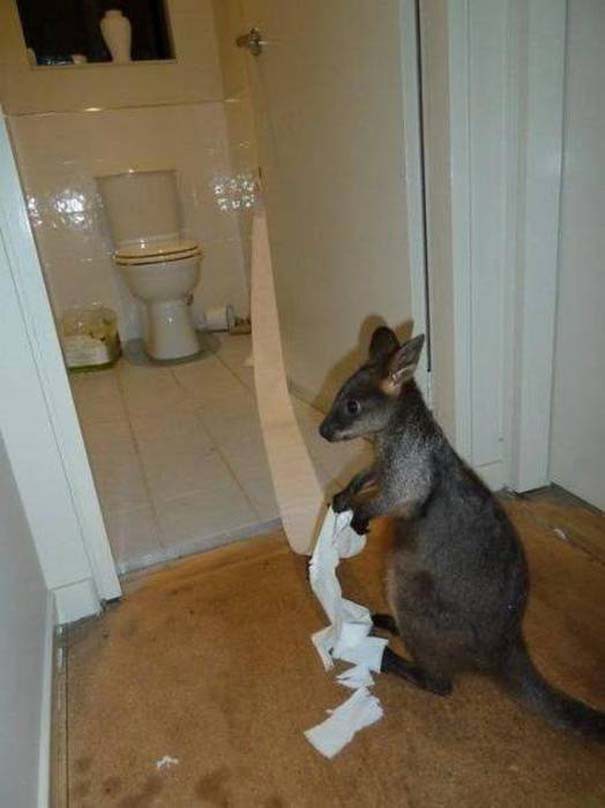 australia (9)