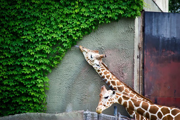 funny-animals-eating-1011__605