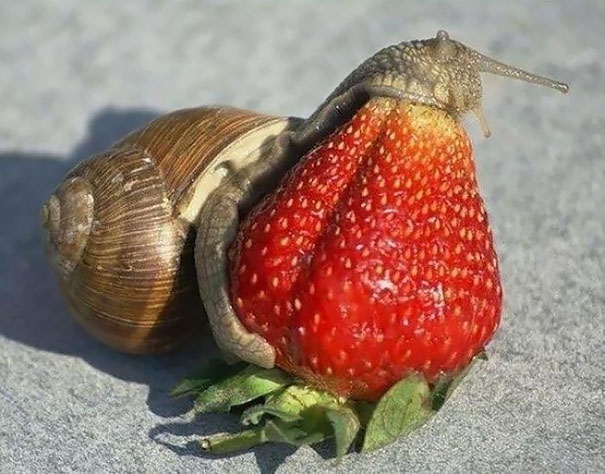 funny-animals-eating-1031__605