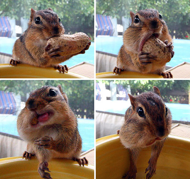 funny-animals-eating-1041__605