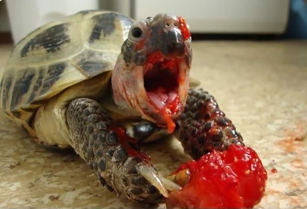 funny-animals-eating-10__605