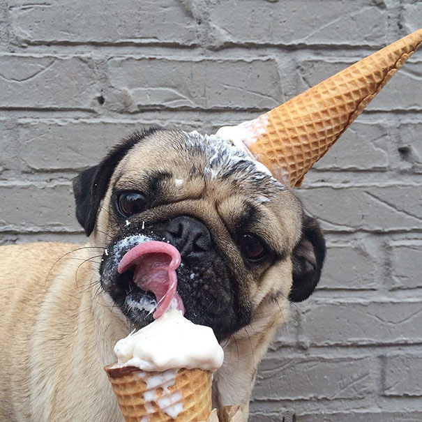 funny-animals-eating-22__605