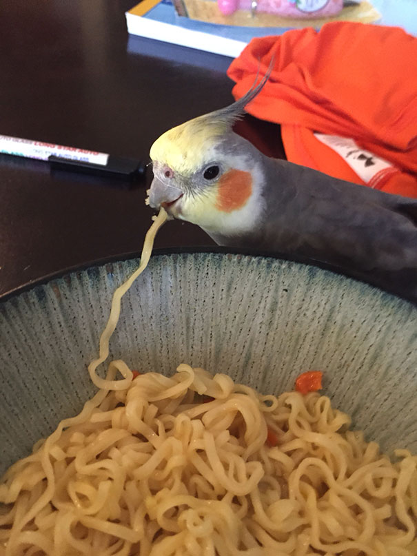 funny-animals-eating-24__605