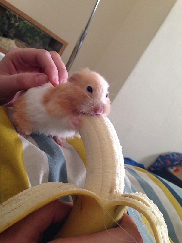 funny-animals-eating-39__605