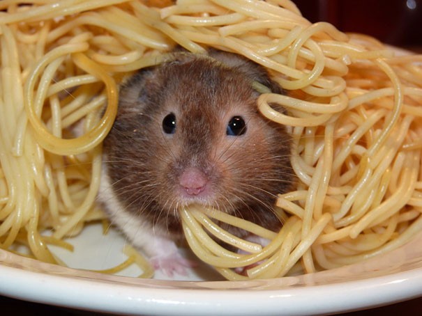 funny-animals-eating-52__605
