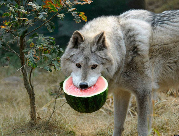 funny-animals-eating-62__605