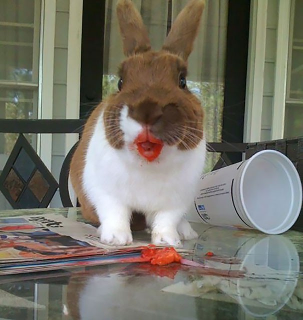 funny-animals-eating__605.jpg