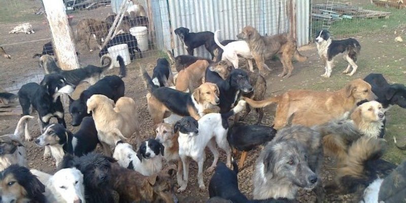 Έκαιγε υποσιτισμένα σκυλιά με καυστική ουσία και τα έθαβε σε χωράφι στην Αραδίππου!