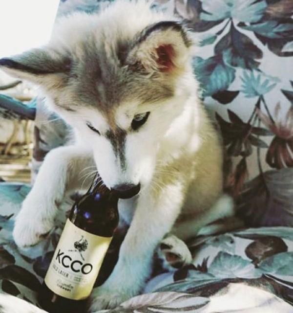 these-animals-know-how-to-party-28-photos-1.jpg