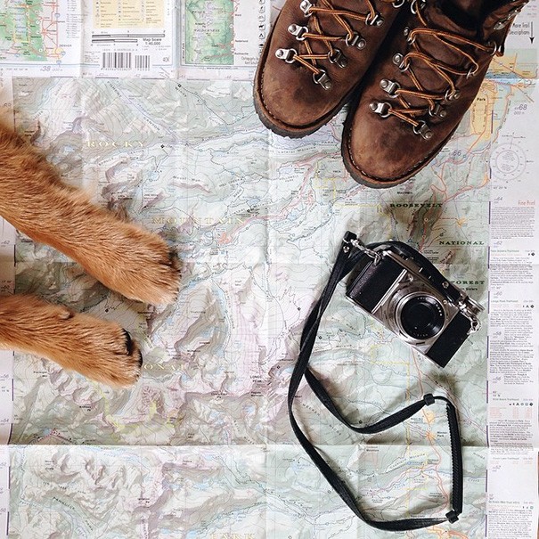 traveling-dog-aspen-the-mountain-pup-instagram-1.jpg