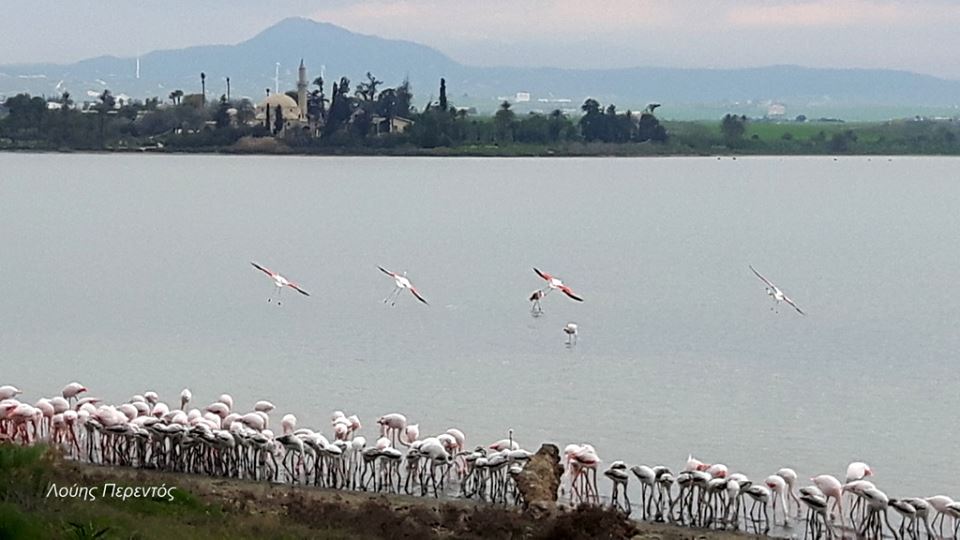 Θαυμασμός από όλους για τα φλαμίγκο της Λάρνακας, ένα μεγάλο μπράβο στον Φίλιππο Παττίχη γιατί… (pics)!