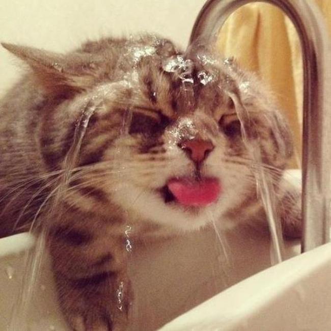 animals_with_hangover_04