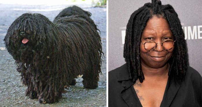 celebs_similar_animal_doppelgangers_13