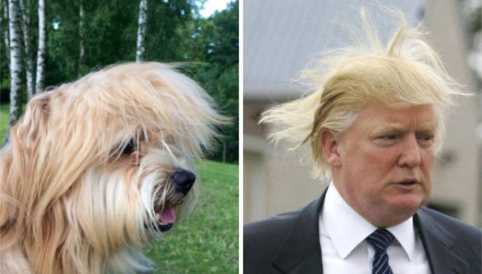 celebs_similar_animal_doppelgangers_21