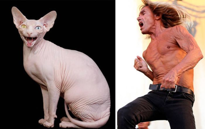 celebs_similar_animal_doppelgangers_38