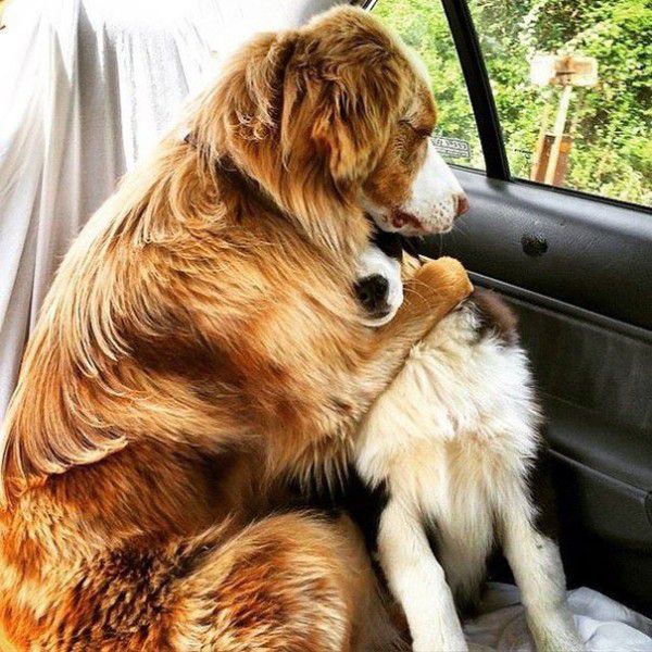 cute-doggie-friends-will-make-you-go-awww-28-photos-12