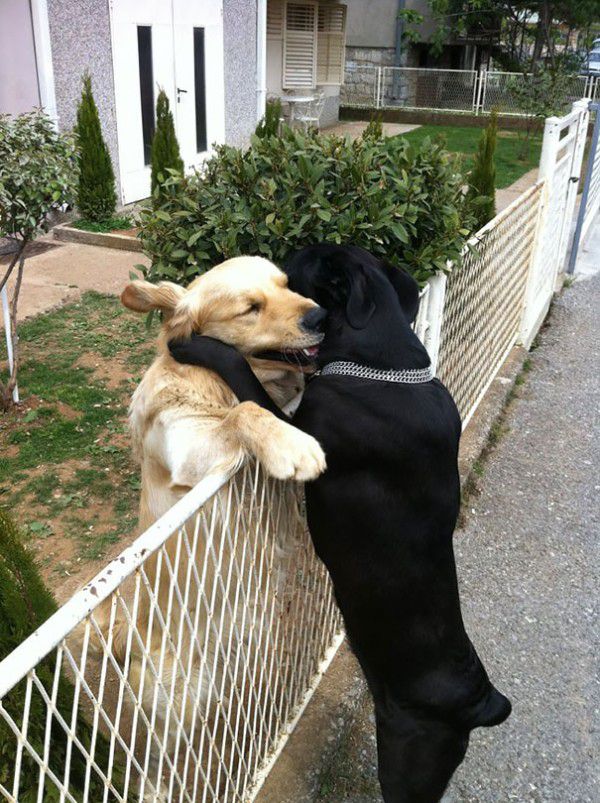 cute-doggie-friends-will-make-you-go-awww-28-photos-16