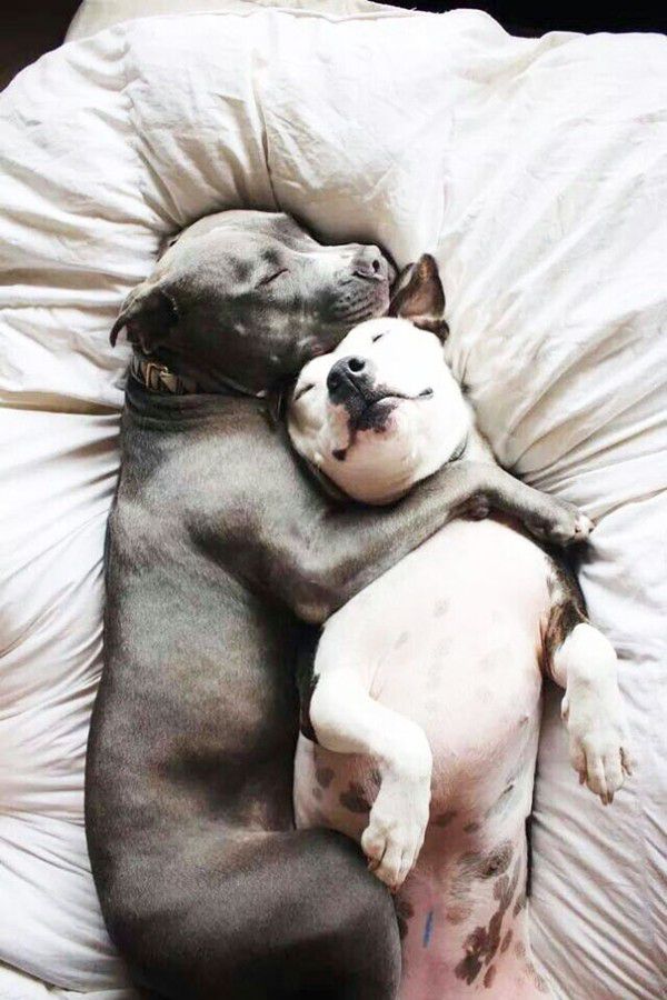 cute-doggie-friends-will-make-you-go-awww-28-photos-4.jpg