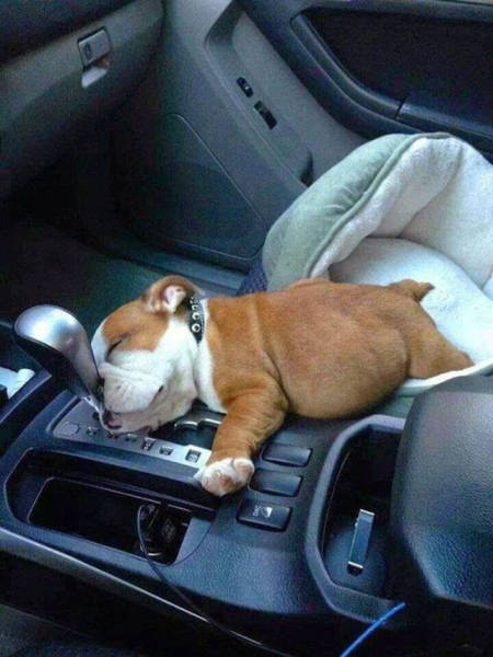 dogs_can_sleep_anywhere_and_everywhere_640_01.jpg