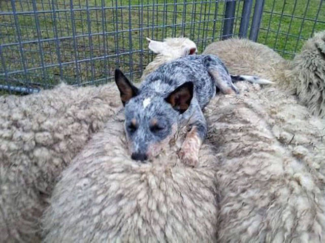 dogs_can_sleep_anywhere_and_everywhere_640_02