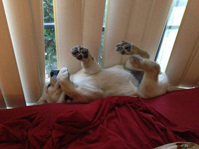 dogs_can_sleep_anywhere_and_everywhere_640_12