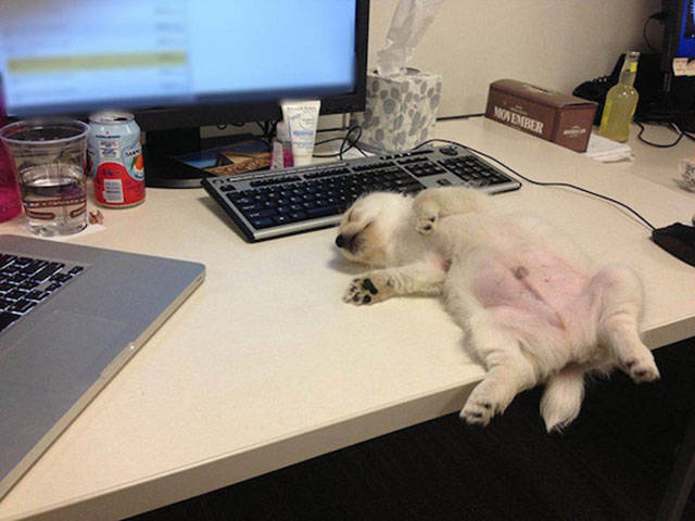 dogs_can_sleep_anywhere_and_everywhere_640_13