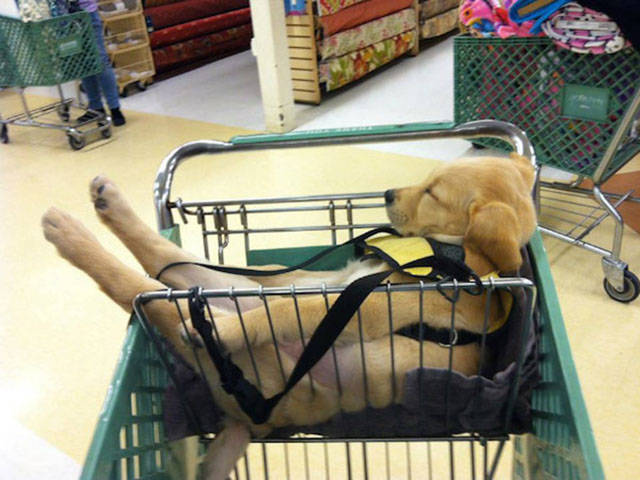 dogs_can_sleep_anywhere_and_everywhere_640_16