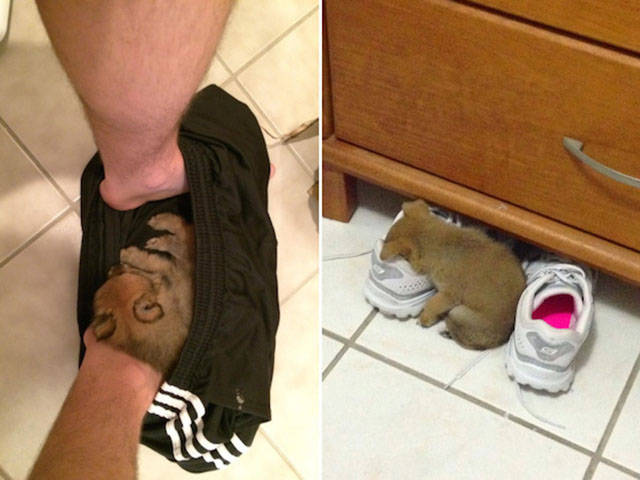 dogs_can_sleep_anywhere_and_everywhere_640_25