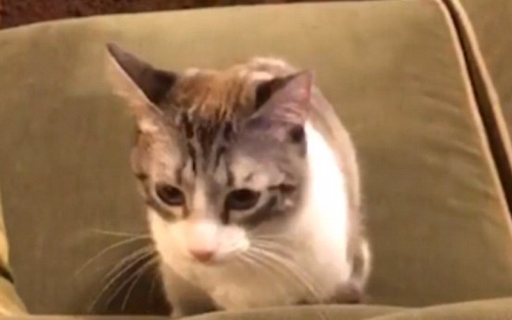 gataki2
