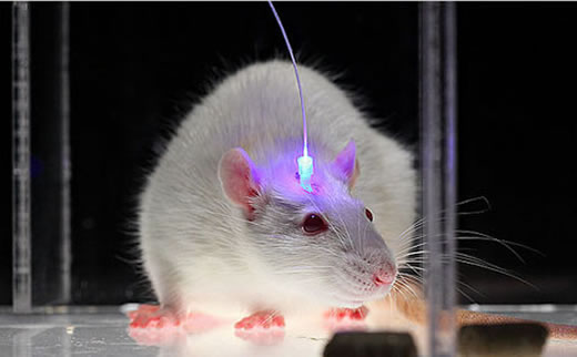 lab_land_rat_520.jpg