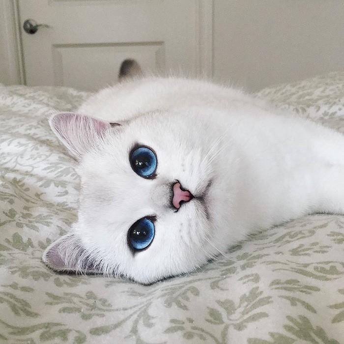 most-beautiful-eyes-cat-coby-british-shorthair-14