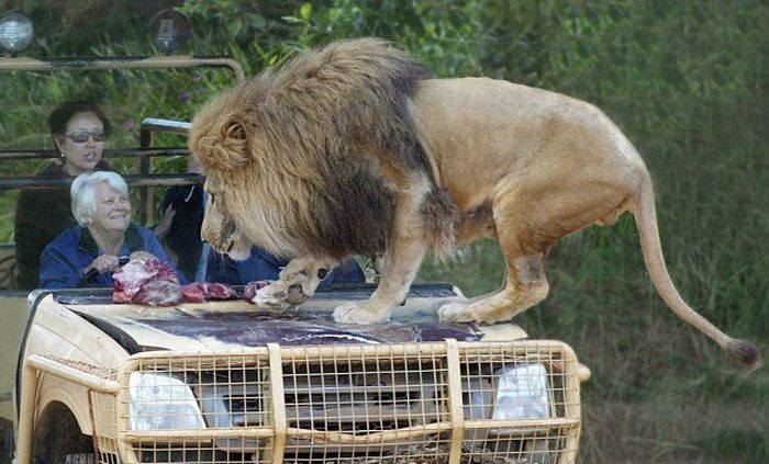 safari_02.jpg