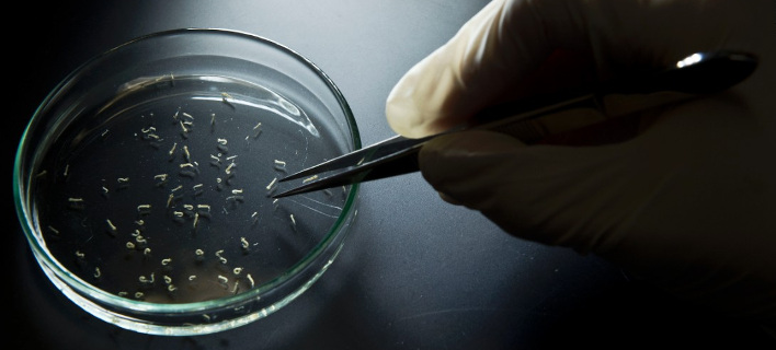 zika.2.2.708.jpg