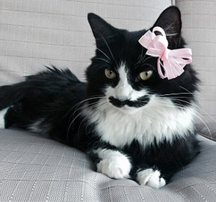 cat1.jpg