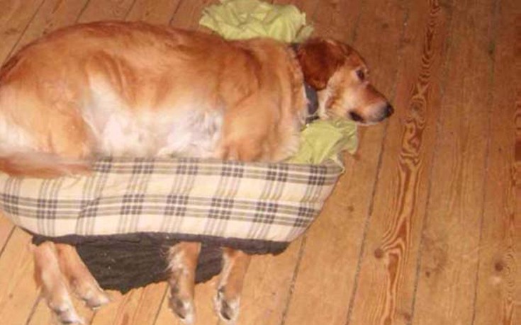 dogs000