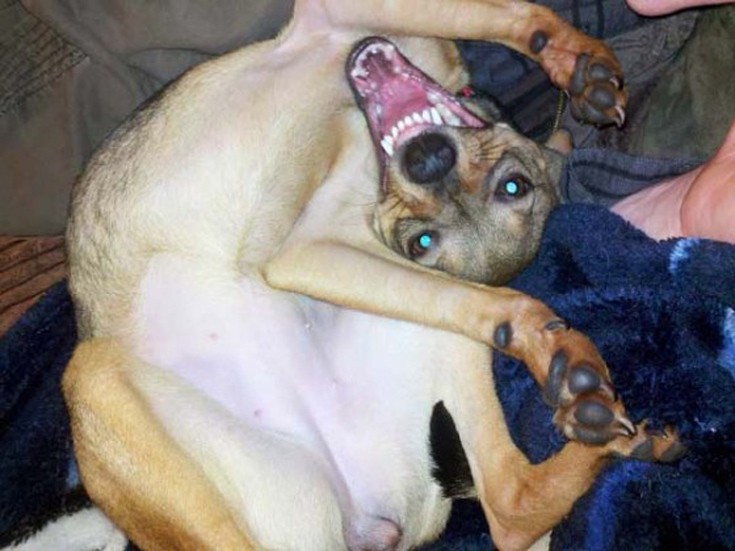 dogs06.jpg