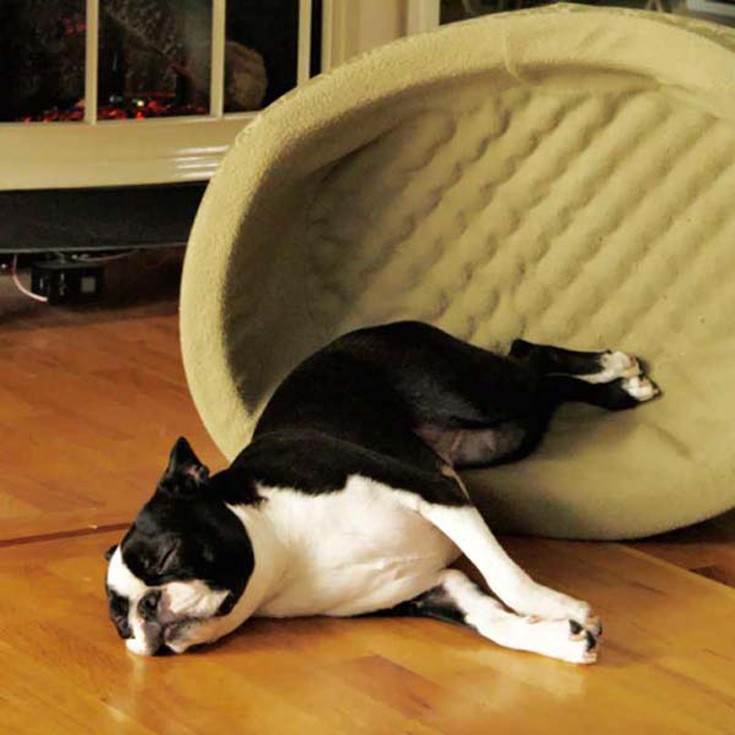 dogs4